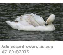 ADOLESCENT SWAN