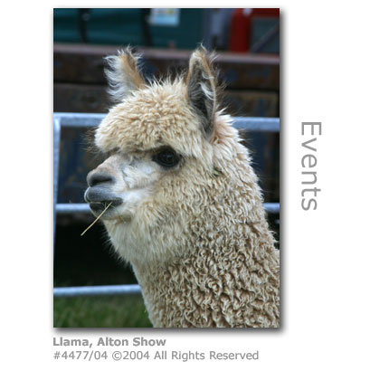 llama at Alton Agricultural Show