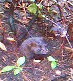 American mink