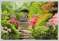 Azalea Steps, Winkworth Arboretum