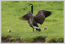 Canada Goose by Martin Finnis