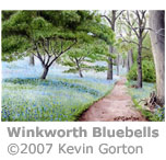 Bluebells at Winkworth arboretum by Kevin Gorton