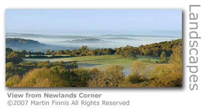 Newlands Corner by Martin Finnis