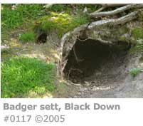 BADGER SETT