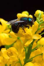 Honeybee foraging for food