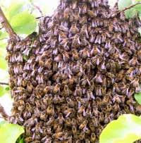 Swarm of bees