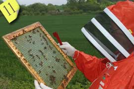 Examining the Queen Excluder