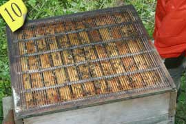 Queen excluder on the Brood Box