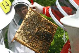 Examining a Brood Frame