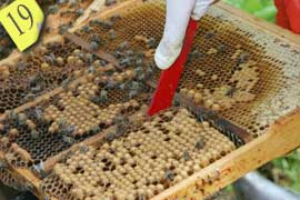 Cutting out infested comb
