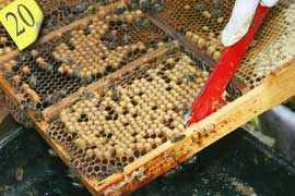 Cutting out infested comb