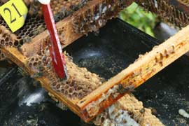 Cutting out infested comb