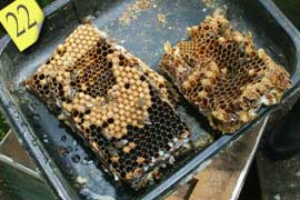 Cutting out infested comb