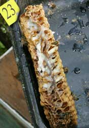Comb edge on showing thickness