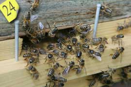 Entrance to hive