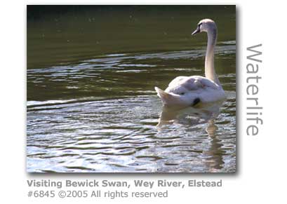 BEWICK SWAN