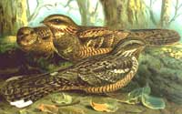 European Nightjar