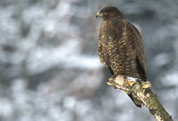 Common Buzzard