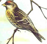 Common Redpoll