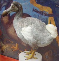 The Dodo