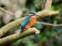 European Kingfisher