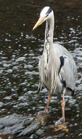 Grey Heron