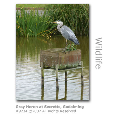 Grey Heron