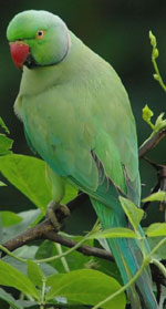 Ring-necked Parakeet