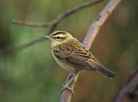 Sedge Warbler