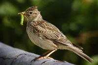 Skylark