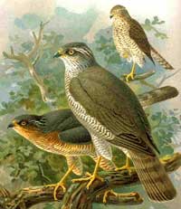 Sparrowhawk