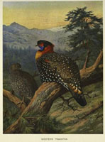 Western treagopan by Archibald Thorburn