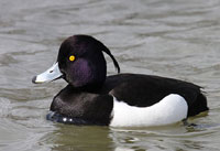 Male Tufted Duck