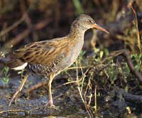 Water Rail