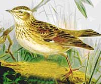 Woodlark