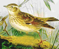 Woodlark