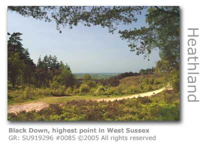 BLACK DOWN WEST SUSSEX