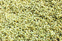 Dried Hops