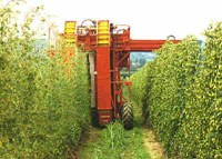 Mechanised Hop-picker