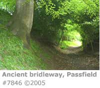 ANCIENT BRIDLEWAY HAMPSHIRE