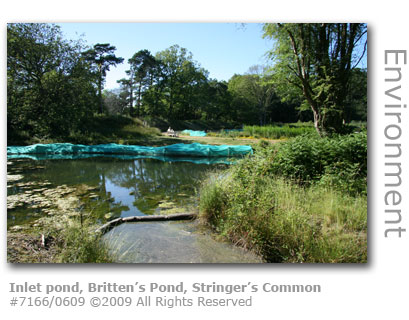Inlet filtration pond, Britten's pond, Stringer's Common, Worplesdon, Guildford, Surrey