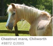 CHESTNUT MARE