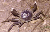 Chinese mitten crab