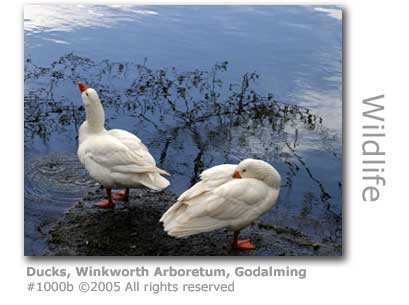 DUCKS AT WINKWORTH ARBORETUM