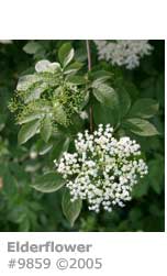 ELDERFLOWER