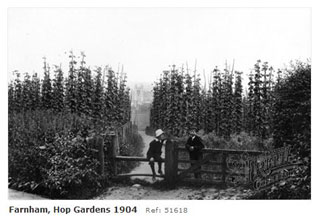 Hop Gardens near Farnham 1904