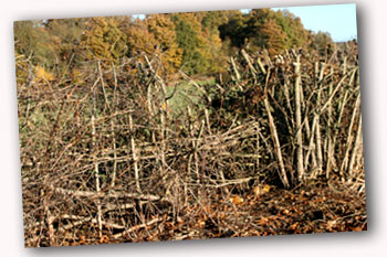 Hedge Laying