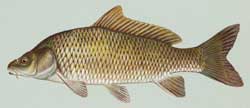 Common Carp