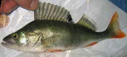 European Perch