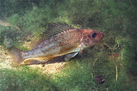 Ruffe